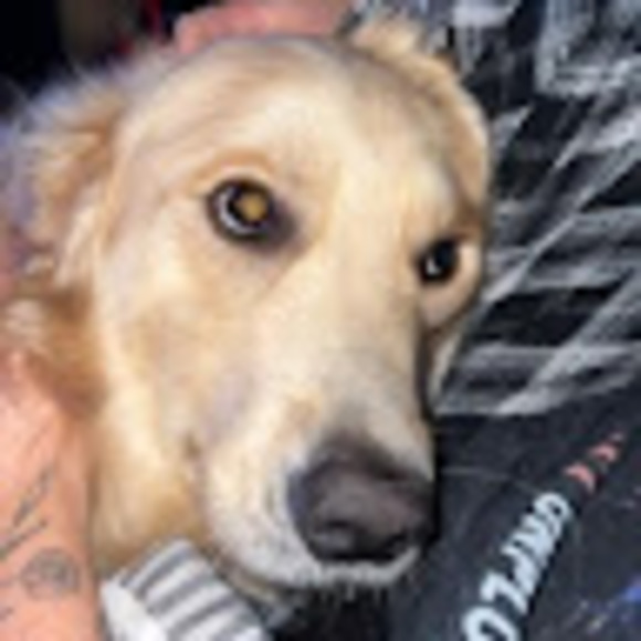 Meet your Posher, Ty - Picture 1 of 1